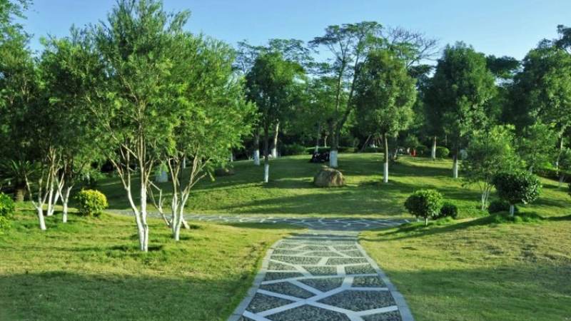 必一运动新闻资讯市政绿化配图